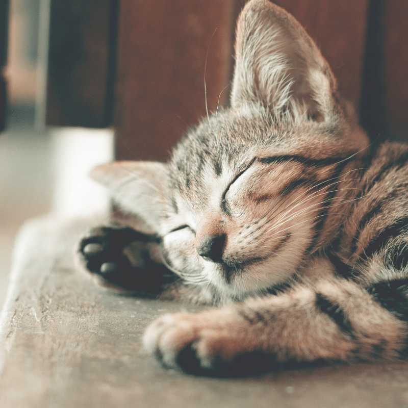 sleeping kitten